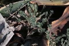 Lotus creticus