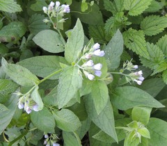 Symphytum caucasicum