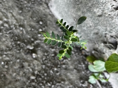 Phyllanthus debilis
