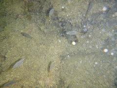 Atypichthys strigatus