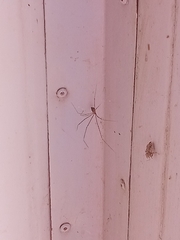 Crossopriza lyoni