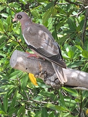 Patagioenas corensis