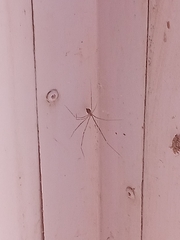 Crossopriza lyoni