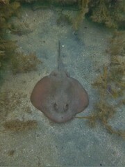 Trygonoptera testacea