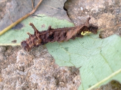 Limenitidinae