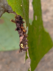 Limenitidinae