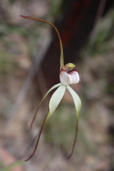 Caladenia venusta