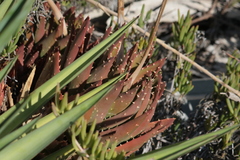 Aloe perfoliata