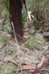Caladenia venusta