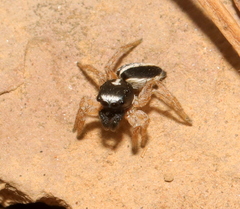Heliophanus pistaciae
