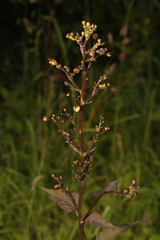 Scrophularia nodosa