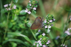 Satyrium ilicis