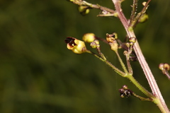 Scrophularia nodosa