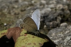 Catochrysops panormus