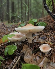 Cystoderma carcharias