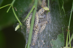 Yponomeuta cagnagella