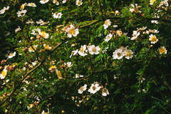Rosa transmorrisonensis
