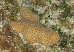 Palythoa tuberculosa