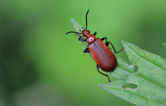 Pyrochroa serraticornis