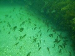Trachurus novaezelandiae