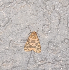 Olepa ricini