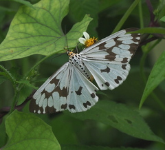 Nyctemera adversata