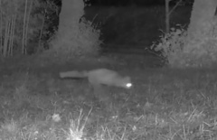 Vulpes vulpes crucigera