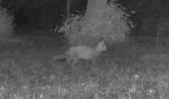 Vulpes vulpes crucigera