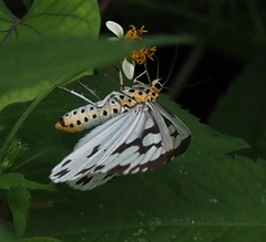 Nyctemera adversata