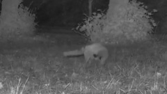 Vulpes vulpes crucigera