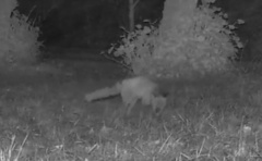 Vulpes vulpes crucigera