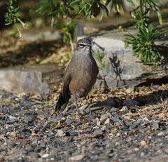 Cercotrichas coryphoeus
