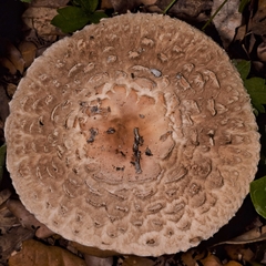 Macrolepiota procera