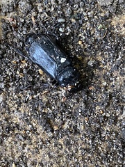 Nicrophorus humator