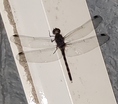 Bradinopyga geminata