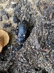 Nicrophorus humator