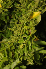 Ligustrum ovalifolium