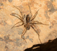 Pardosa crassipalpis