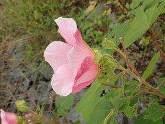 Hibiscus mutabilis