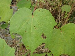 Hibiscus mutabilis