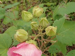 Hibiscus mutabilis