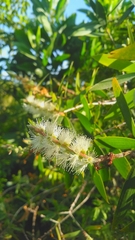 Melaleuca cajuputi