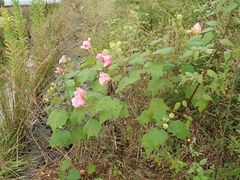 Hibiscus mutabilis