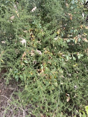 Asparagus acutifolius