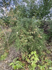 Asparagus acutifolius