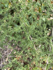 Asparagus acutifolius