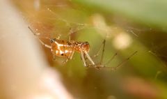 Microlinyphia sterilis