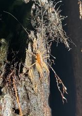 Macropathinae