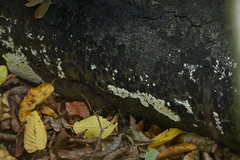 Byssomerulius corium