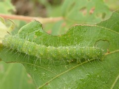 Xanthodes transversa